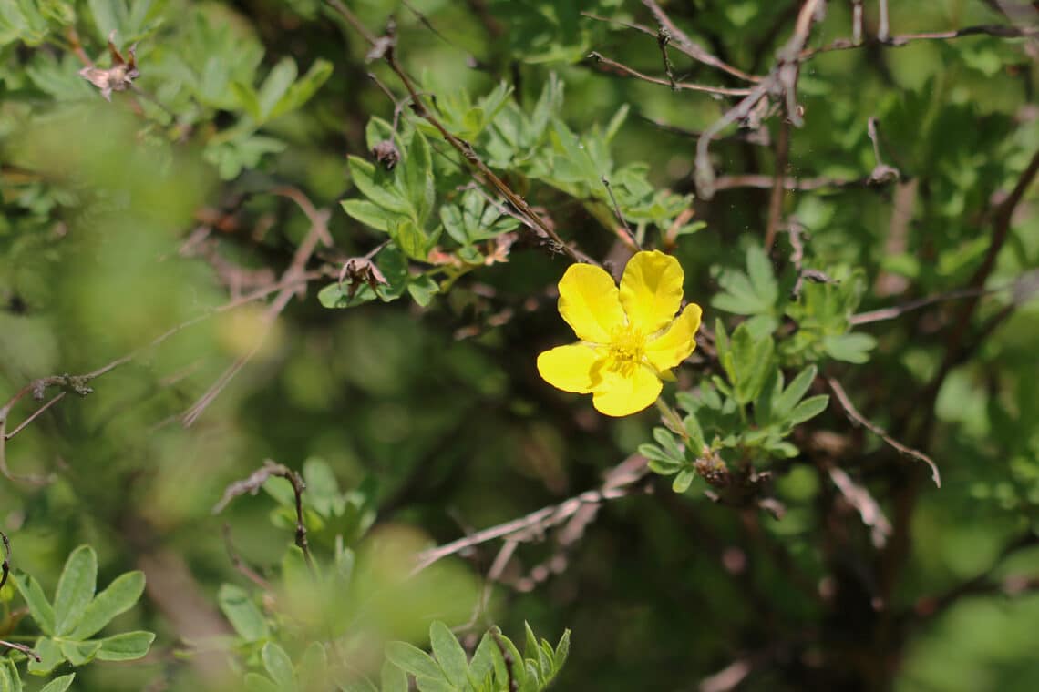 Fingerstrauch (Potentilla tridentata)