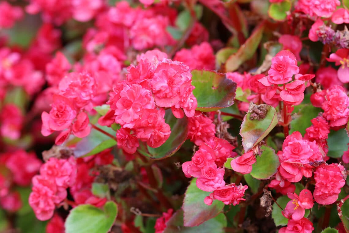 Eisbegonie (Begonia semperflorens)