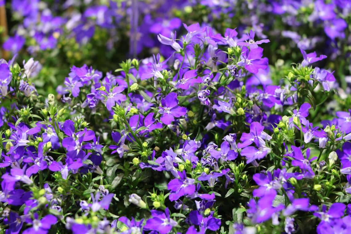 Männertreu ( Lobelia erinus)