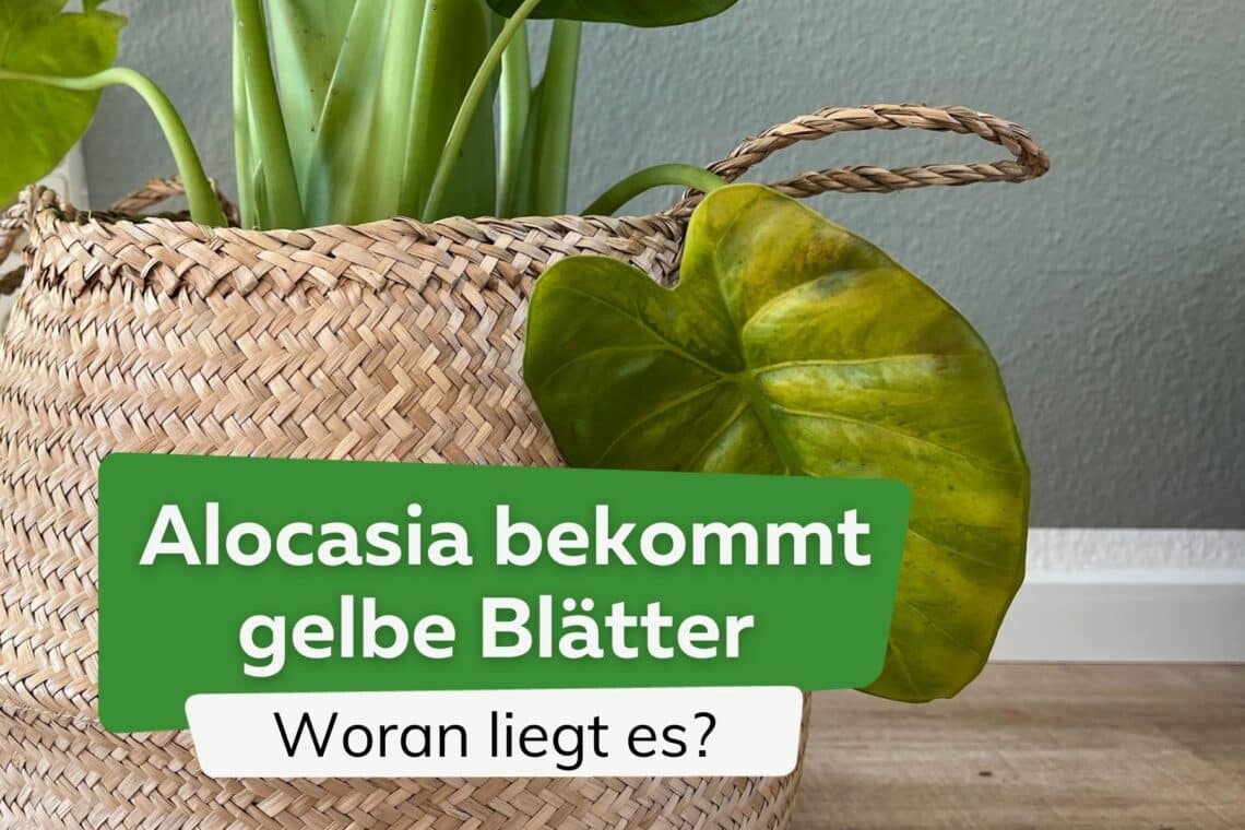 Alocasia: Elefantenohr bekommt gelbe Blätter