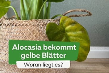 Alocasia: Elefantenohr bekommt gelbe Blätter