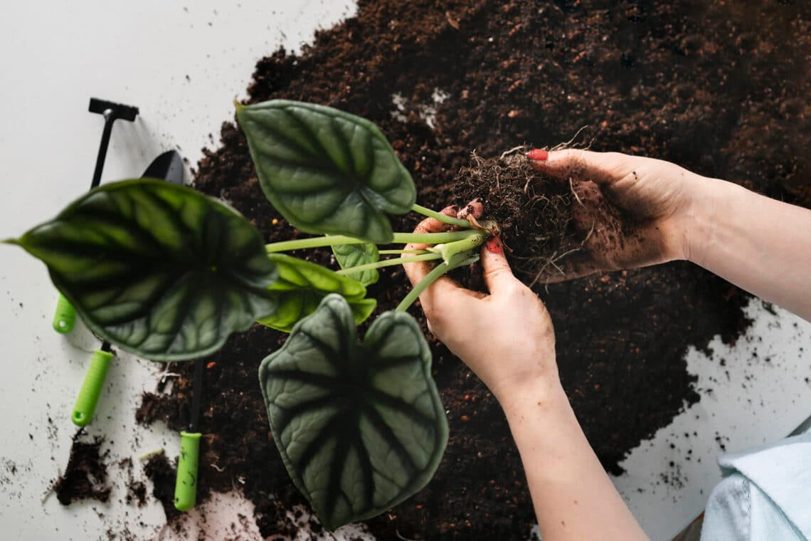 Alocasia umtopfen