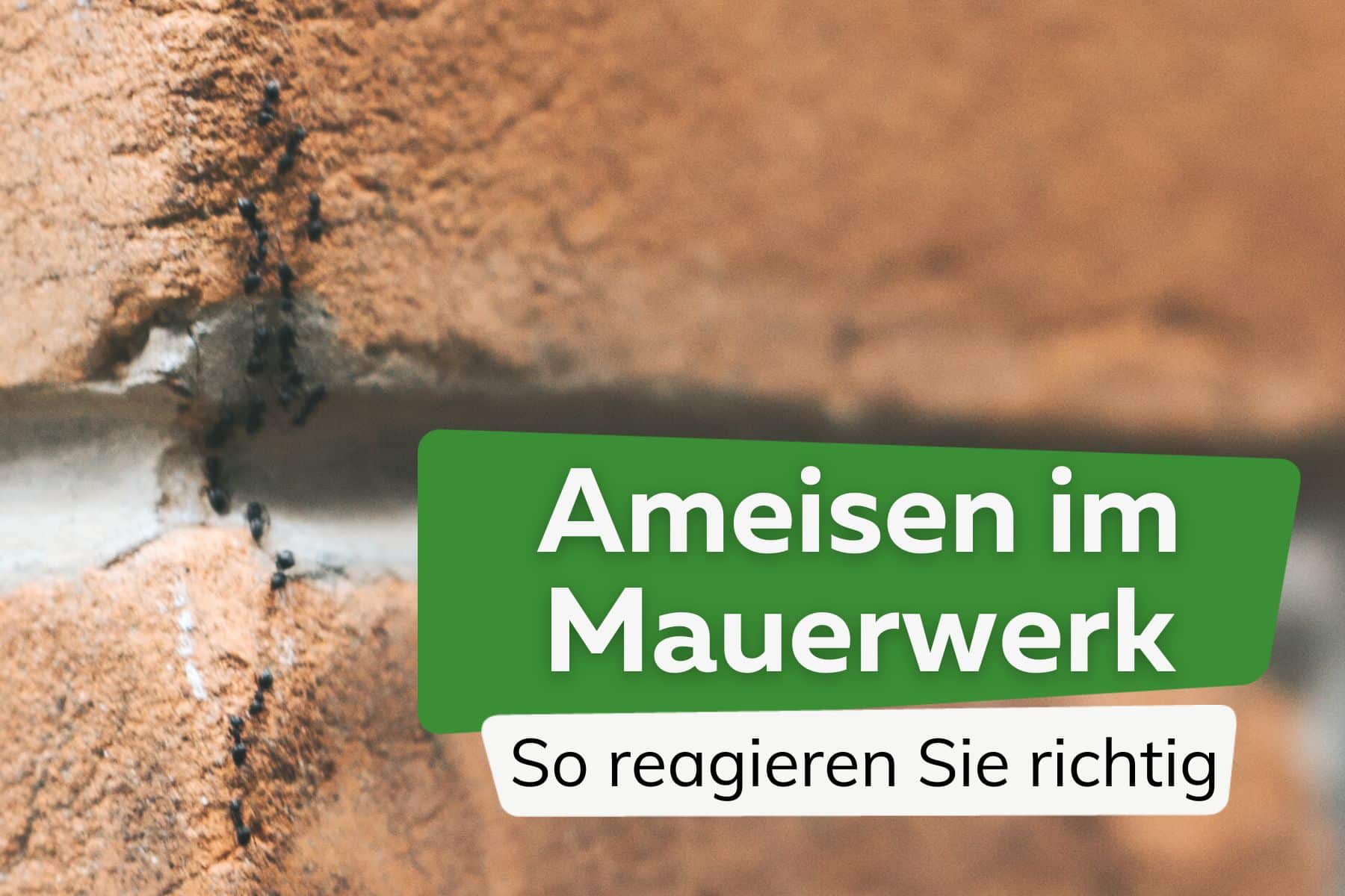 Ameisen im Mauerwerk