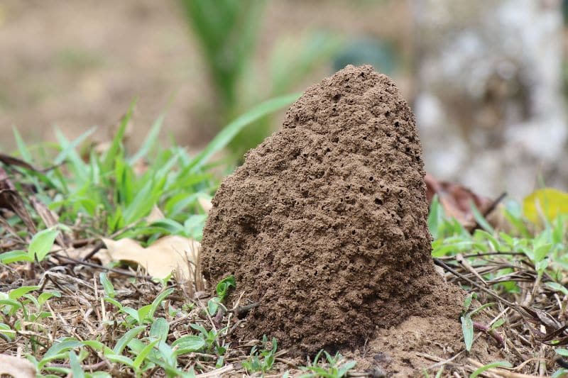 Neuer Ameisenhügel im Garten