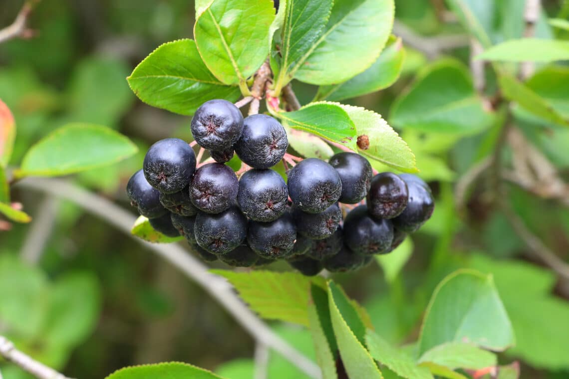 Apfelbeere (Aronia melanocarpa)