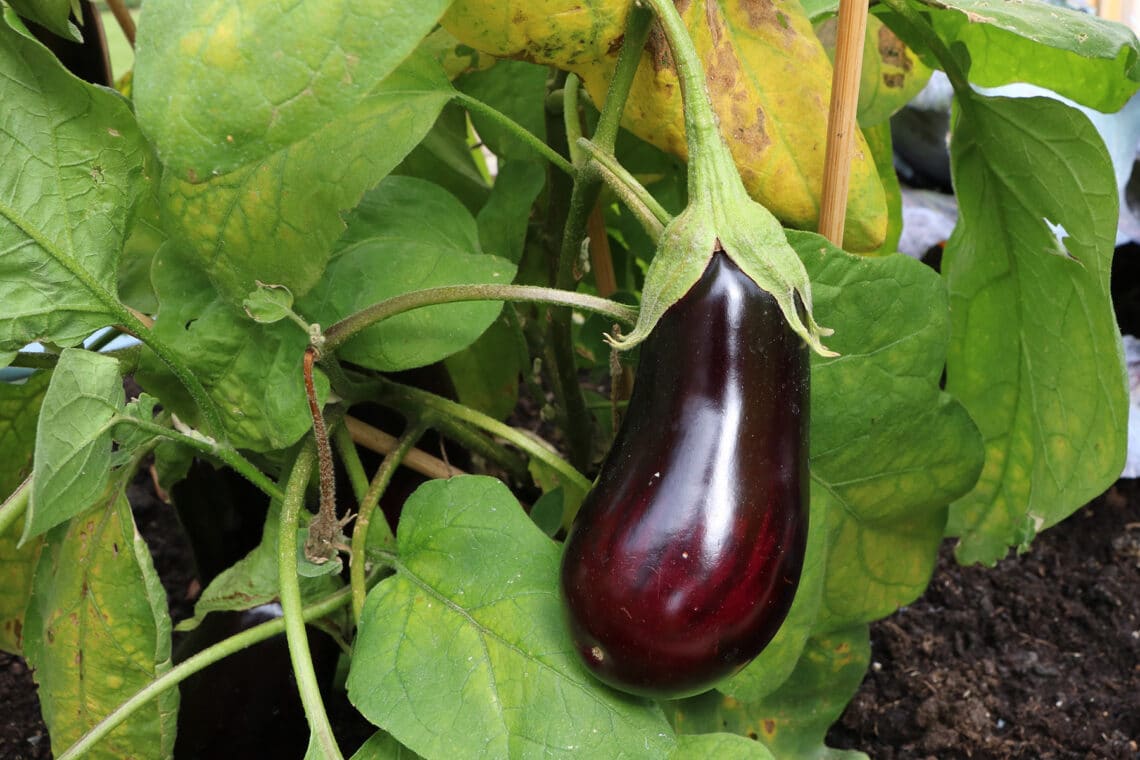 Aubergine (Solanum melongena)