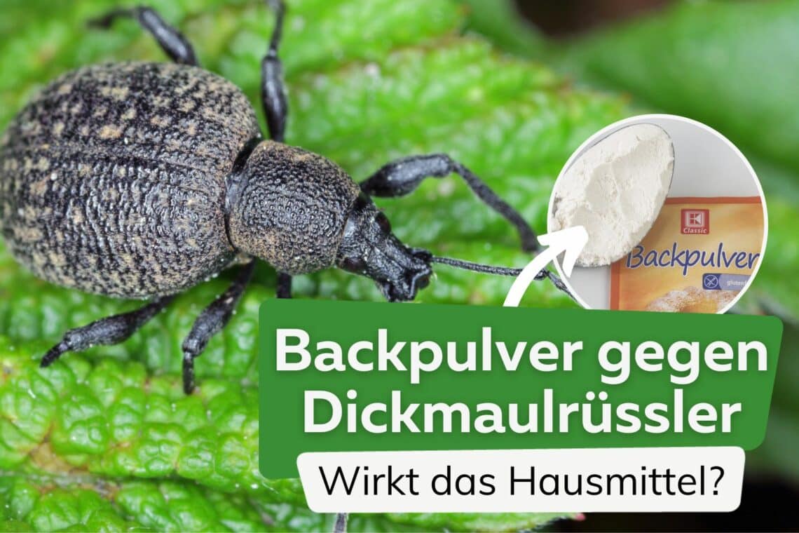 Backpulver gegen Dickmaulrüssler