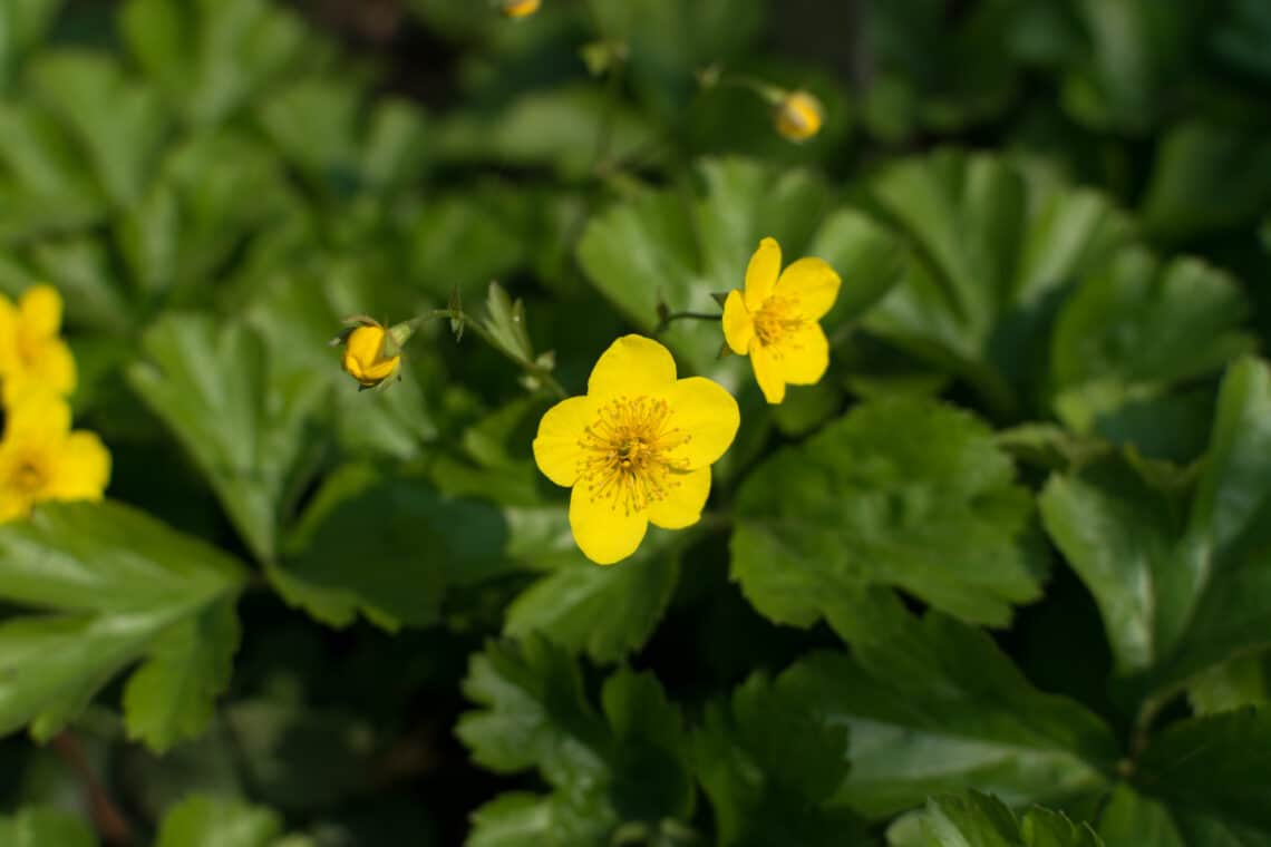 Waldsteinie (Waldsteinia ternata)