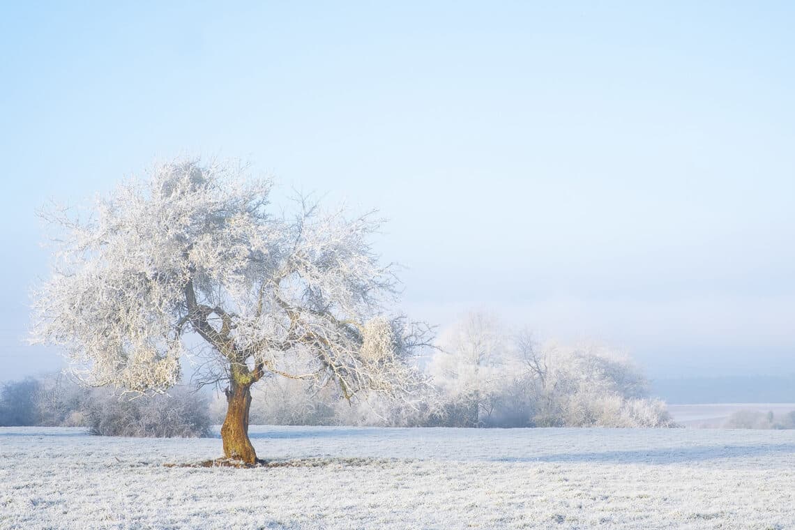 Baum und Feld mit Schnee überzogen