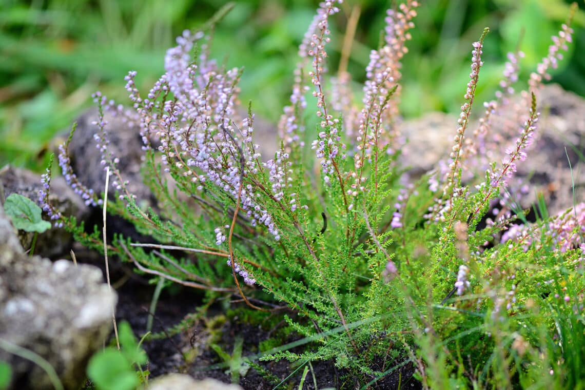 Besenheide (Calluna vulgaris)