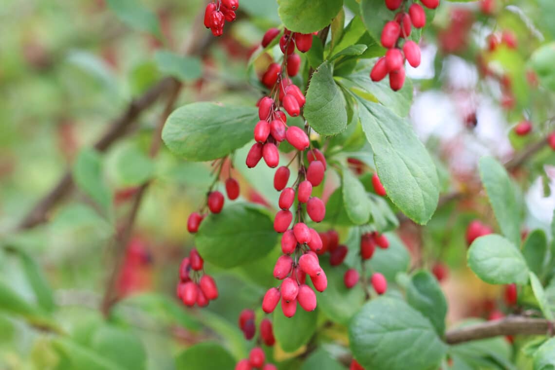 Berberitzen (Berberis)