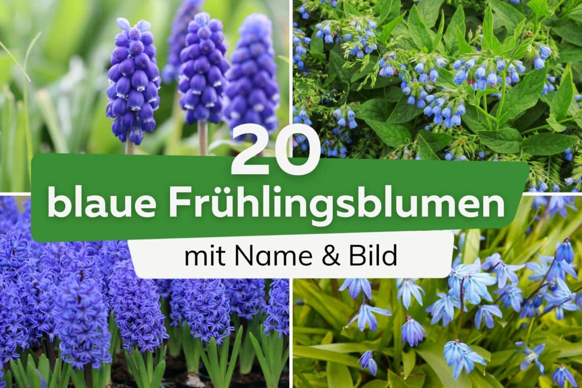 blaue Frühlingsblumen Titel