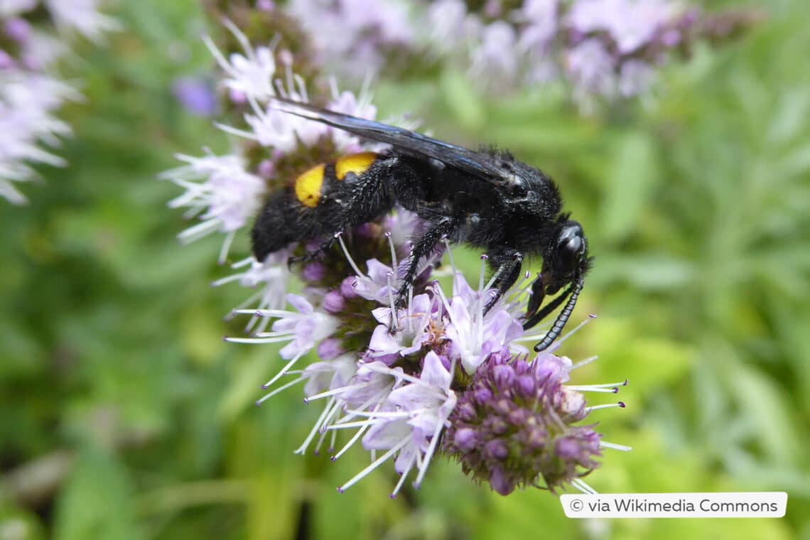 Borstige Dolchwespe (Scolia hirta) 