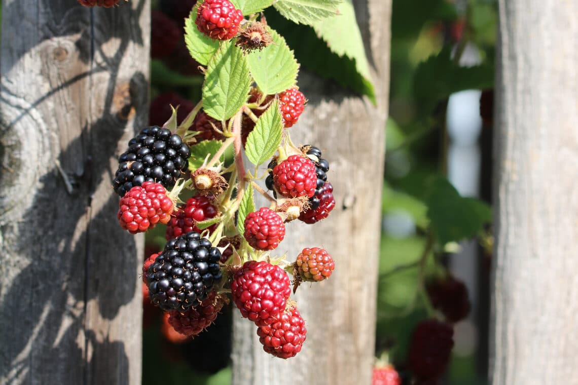 Brombeere (Rubus fruticosus)