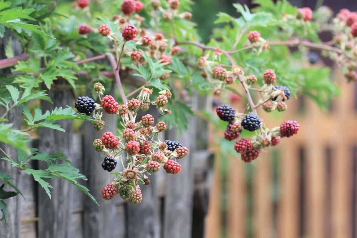 Brombeeren