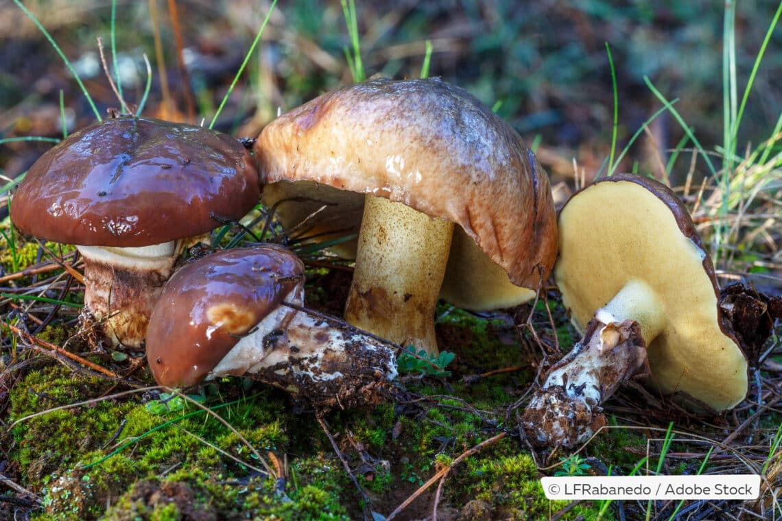 Butterpilz (Suillus luteus)