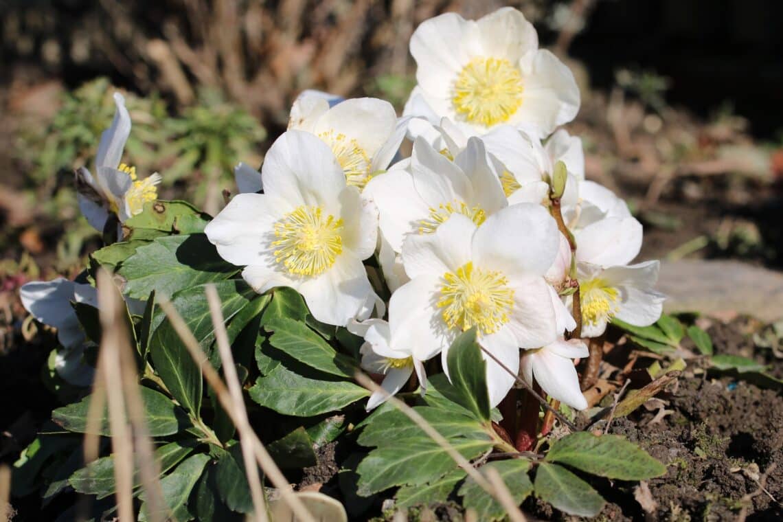 Christrose (Helleborus niger)