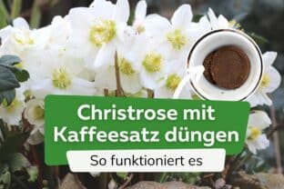 Christrose mit Kaffeesatz dngen