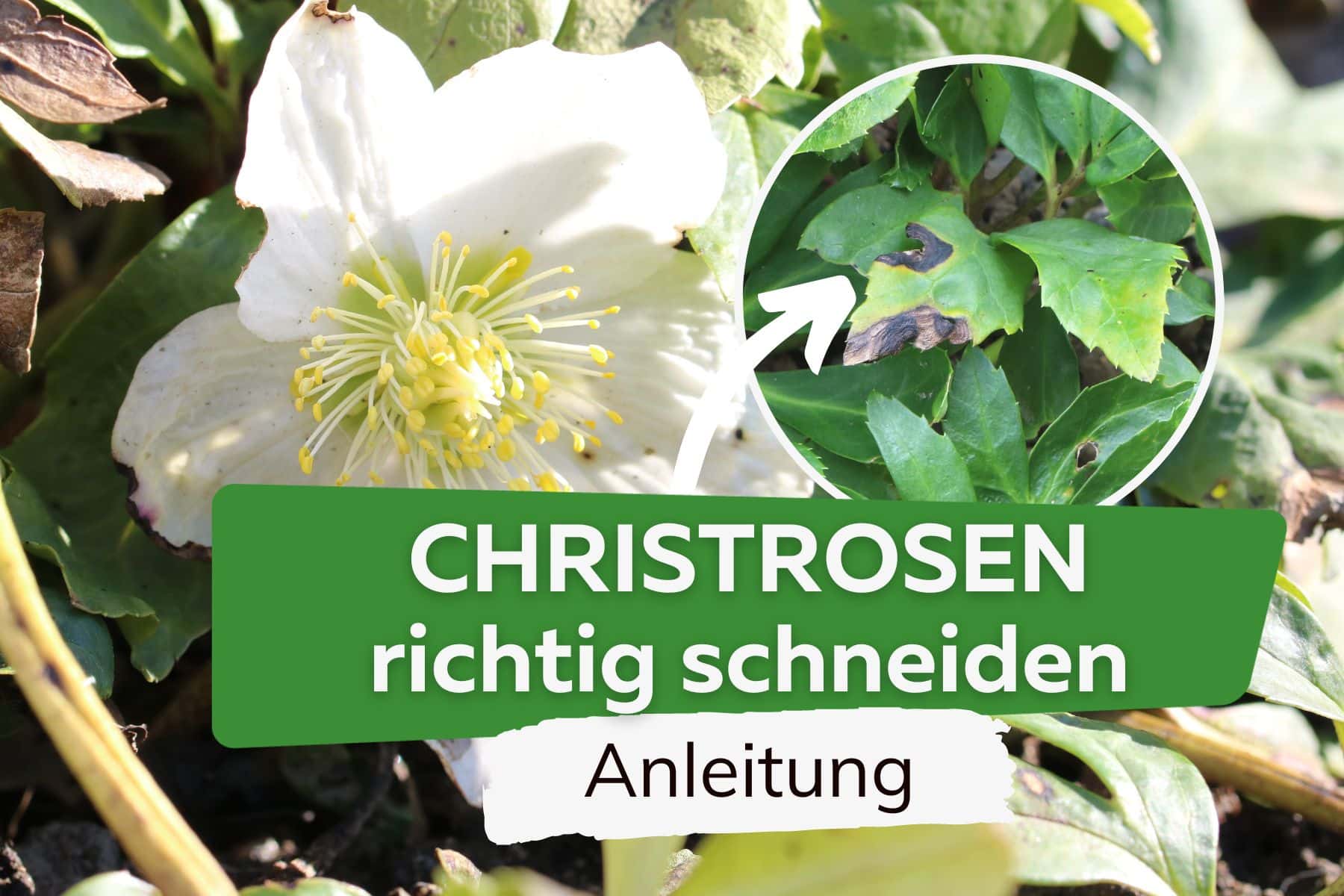 Christrosen schneiden