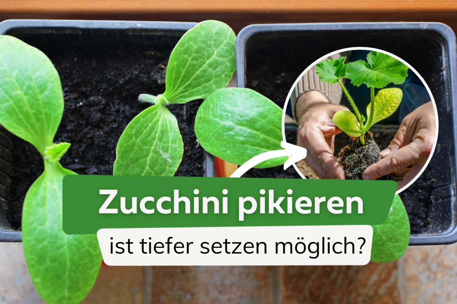Darf man Zucchini beim Pikieren tiefer setzen?
