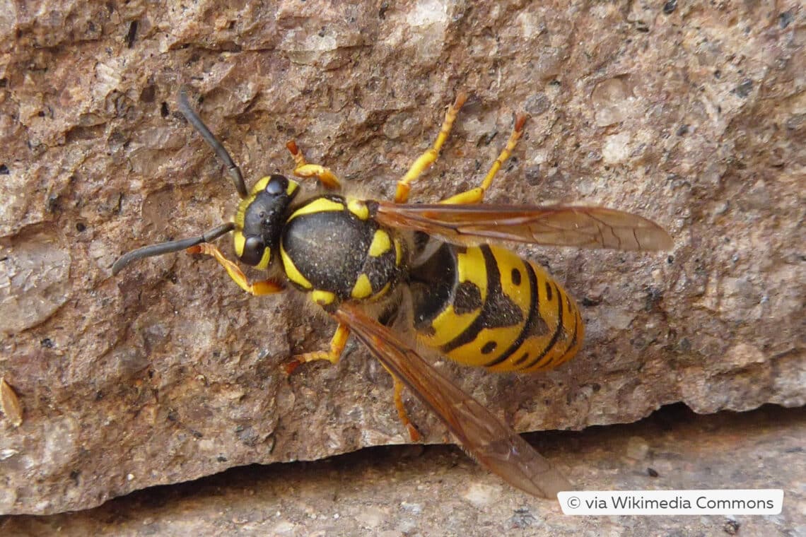 Deutsche Wespe (Vespula germanica), Königin