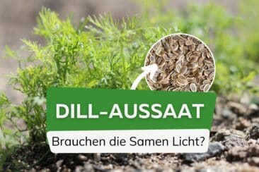 Ist Dill Lichtkeimer oder Dunkelkeimer?