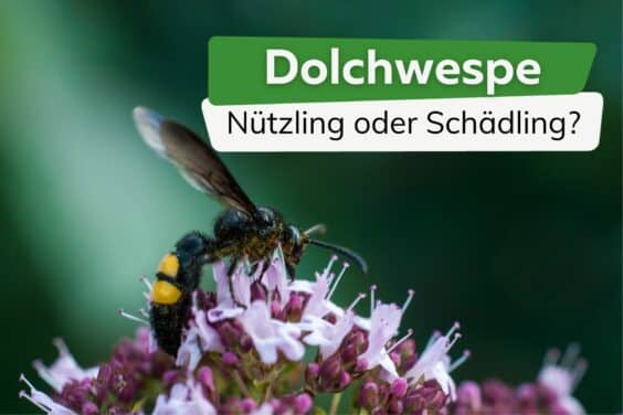 Dolchwespe Nützling oder Schädling Titel