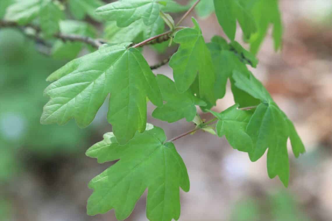 Feldahorn (Acer campestre)