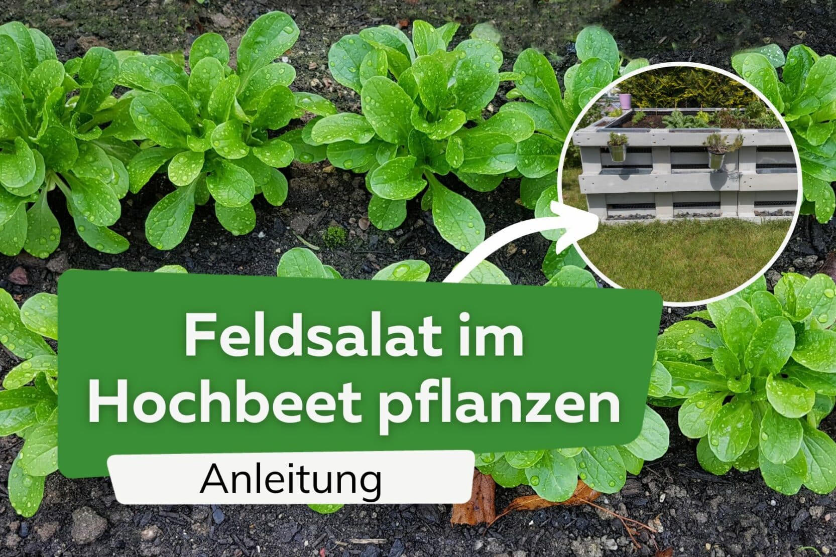 pfl-cksalat-geschossen-ist-er-bl-hend-essbar