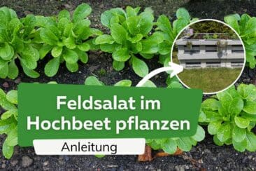 Feldsalat im Hochbeet pflanzen