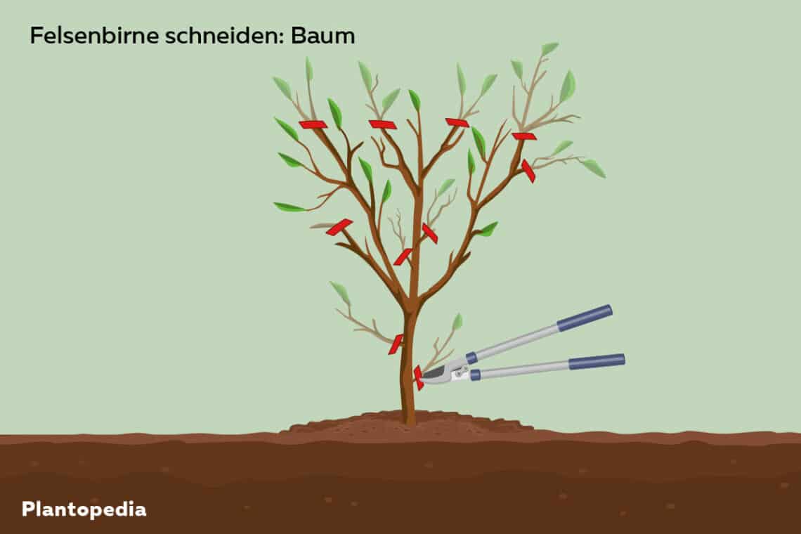 Schnittanleitung Felsenbirne Baum