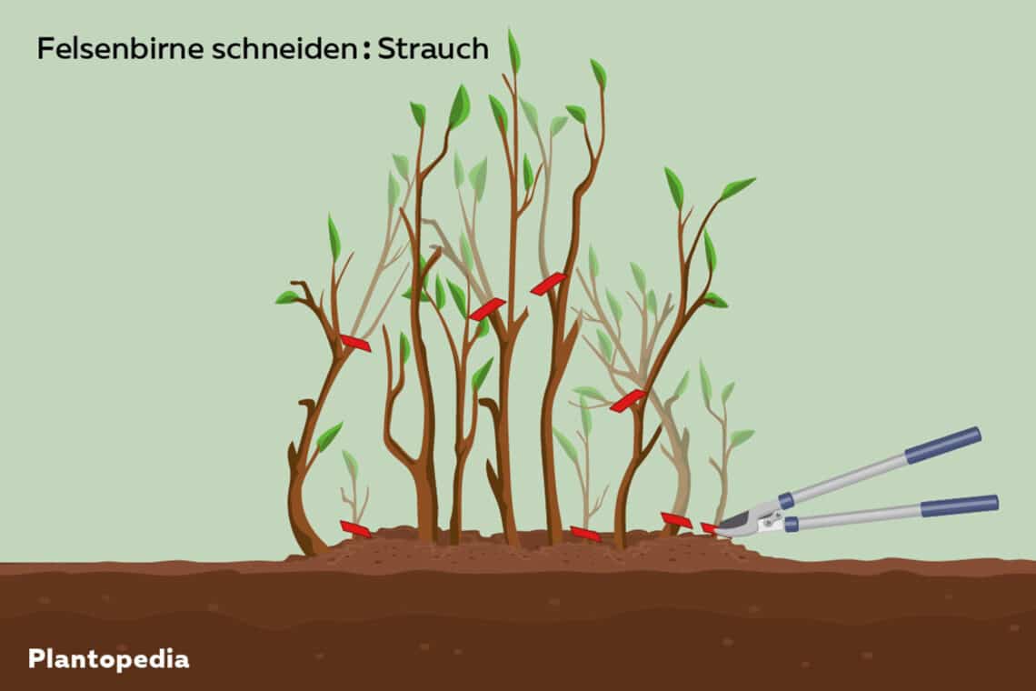 Schnittanleitung Felsenbirne Strauch