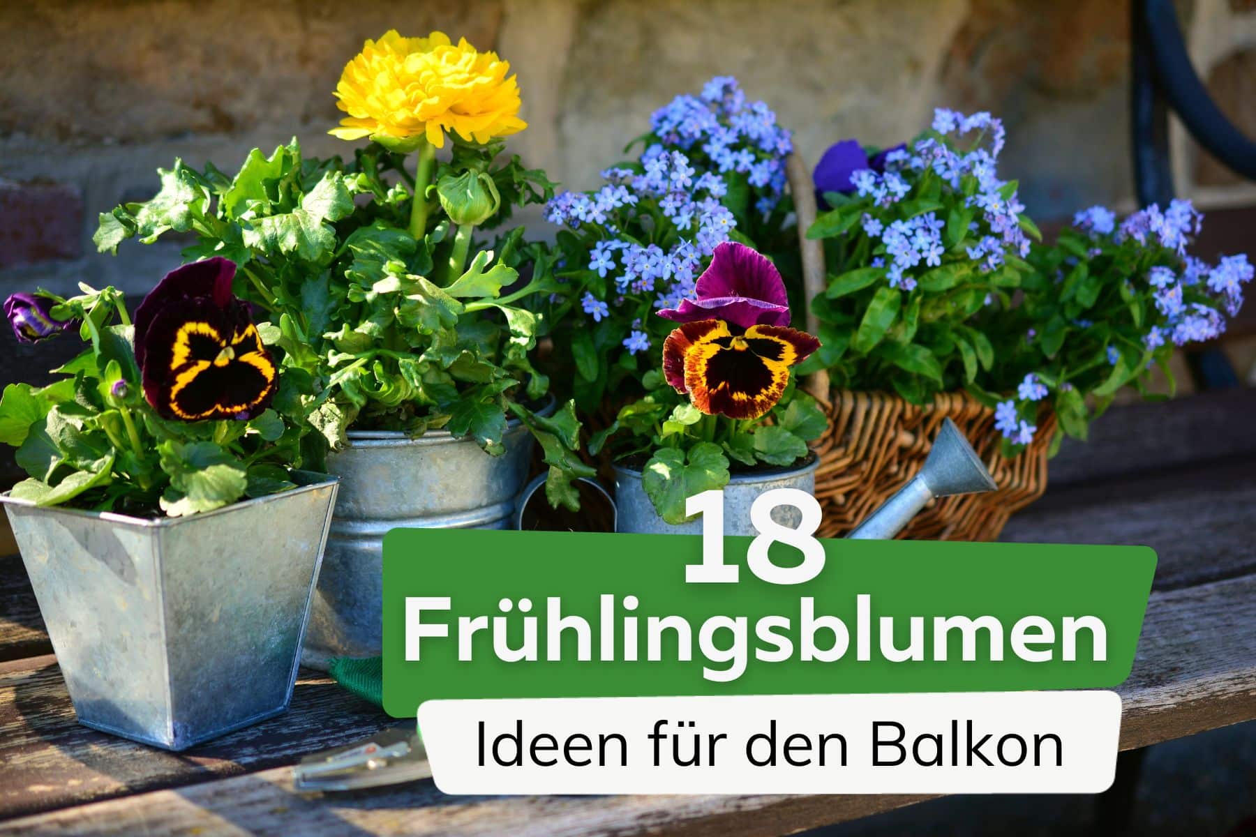 Frühlingsblumen für den Balkon Titel