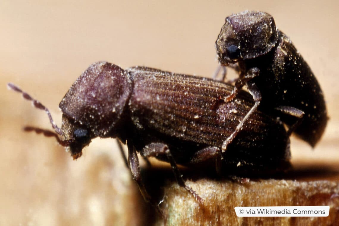 Gemeiner Nagekäfer (Anobium punctatum) bei der Paarung