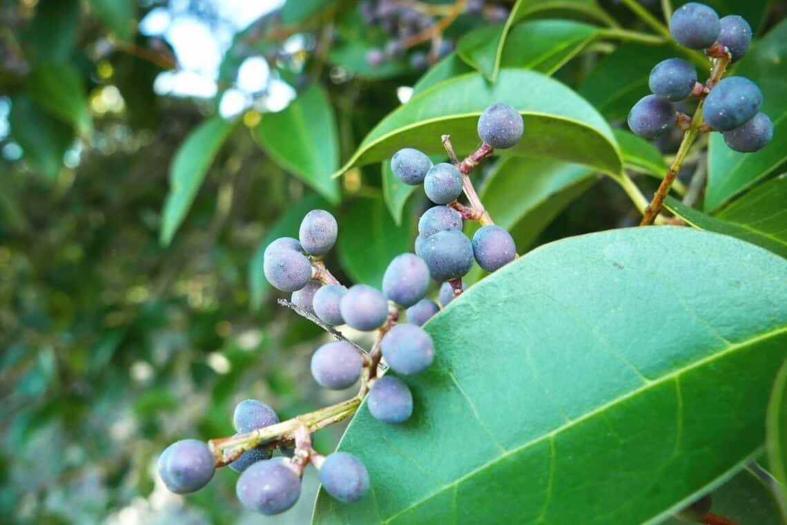 Glänzender Liguster (Ligustrum lucidum) mit blauen Beeren