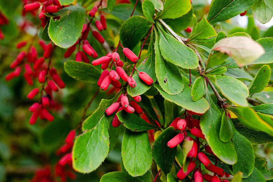 Goji-Beere (Lycium barbaru