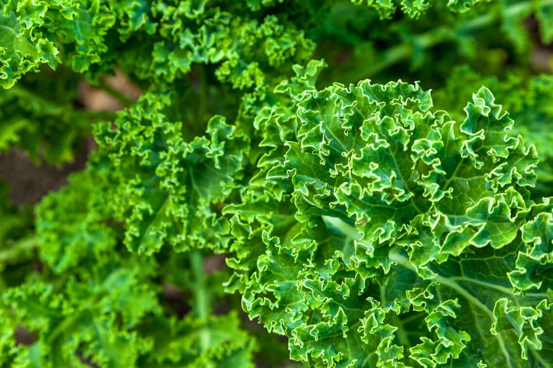 Grünkohl (Brassica oleracea var. sabellica)