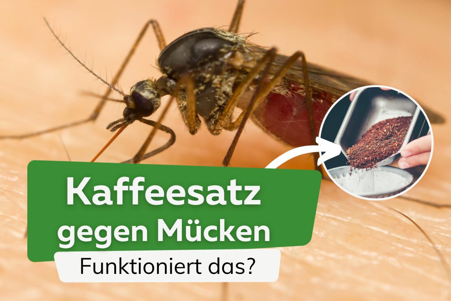 40+ Mückenlarven Regentonne Töten, Ob in der regentonne oder im