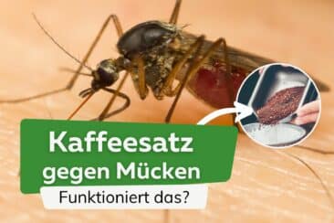 Helfen Kaffee und Kaffeesatz gegen Mücken?