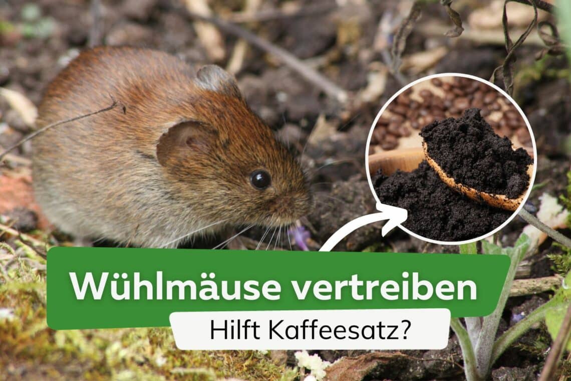 Hilft Kaffeesatz gegen Wühlmäuse?