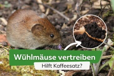 Hilft Kaffeesatz gegen Wühlmäuse?