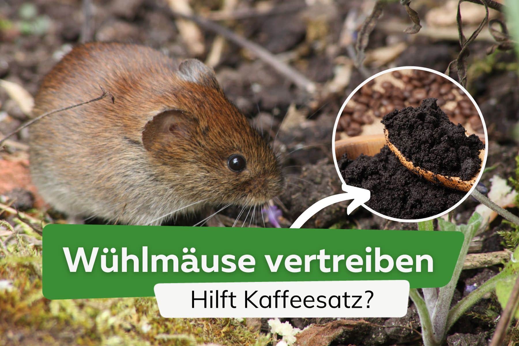 Hilft Kaffeesatz gegen Wühlmäuse?