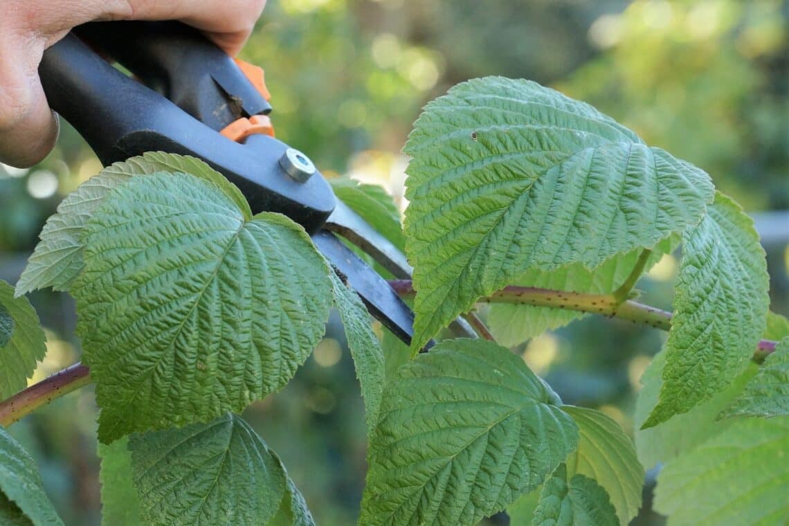 Himbeeren mit Gartenschere schneiden