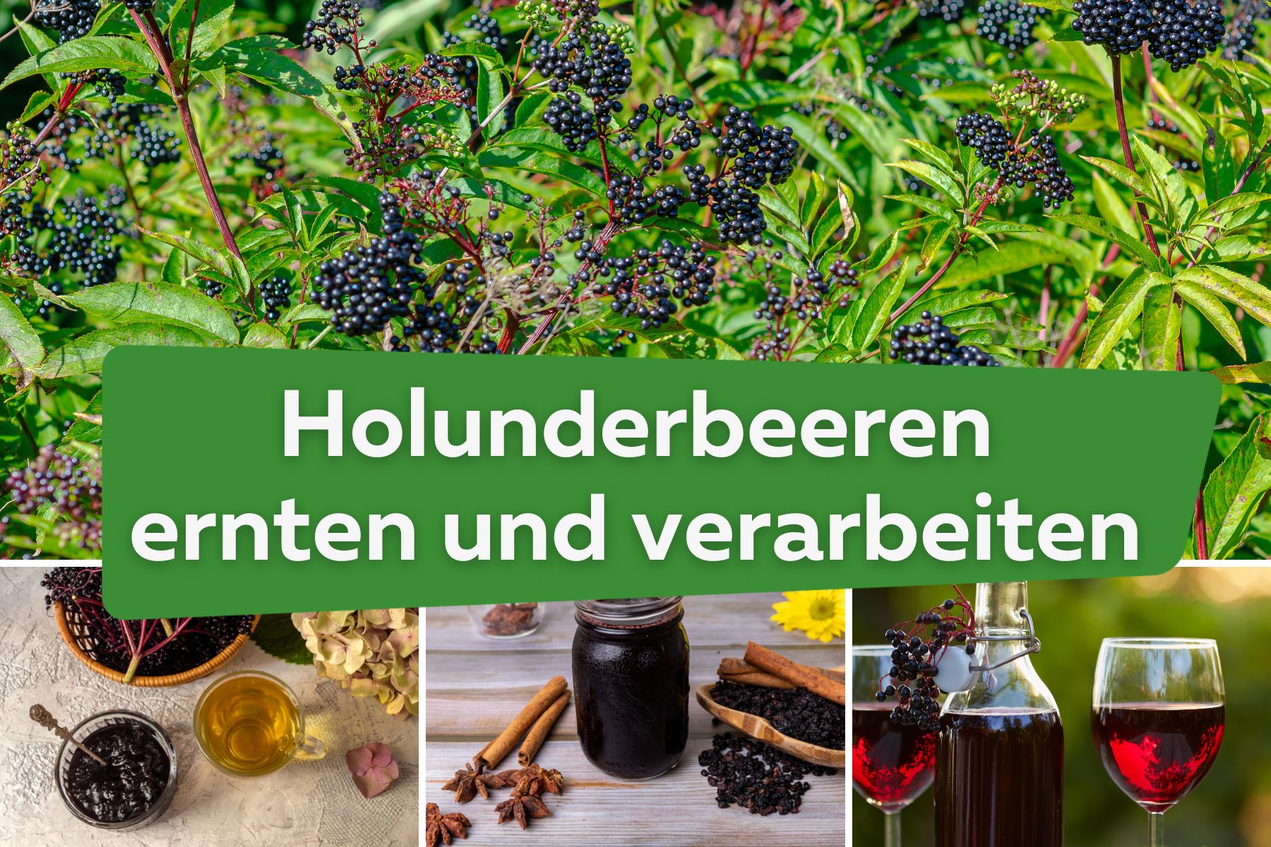 Holunderbeeren ernten und richtig verarbeiten