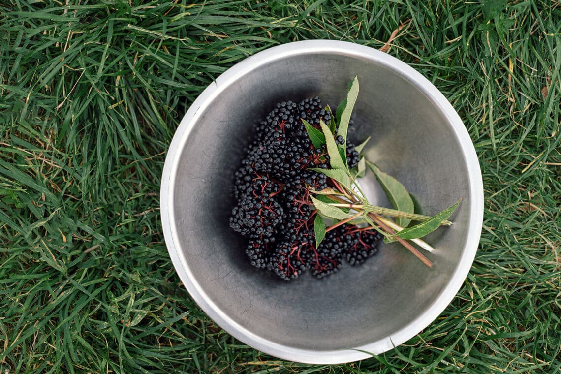 Geerntete Holunderbeeren im Eimer