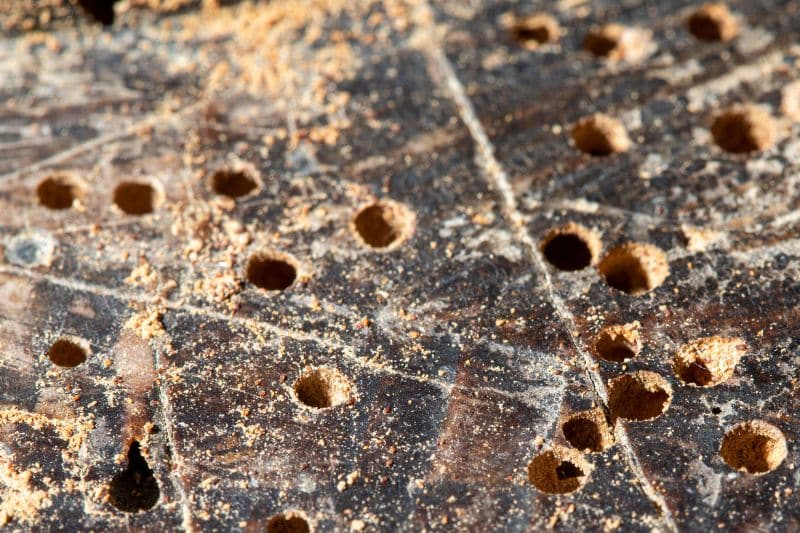 Holzwurmlöcher mit frischem Holzmehl