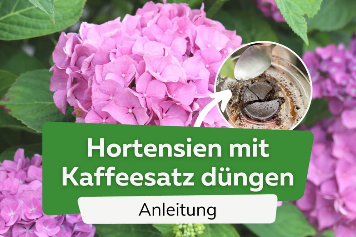 Hortensien mit Kaffeesatz düngen