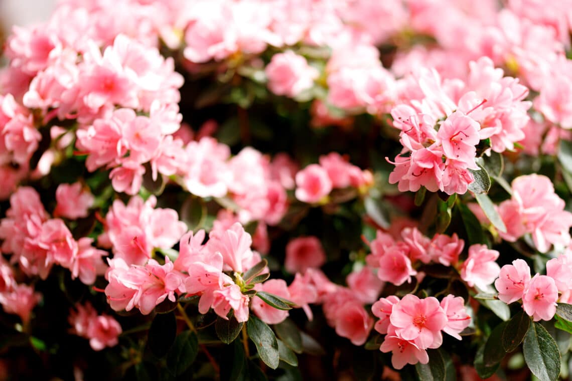 Japanische Azalee (Rhododendron obtusum)