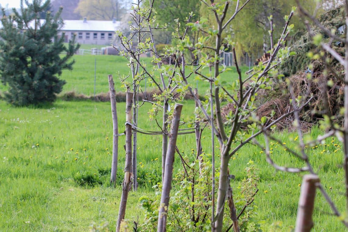 junge Apfelbäume im Garten