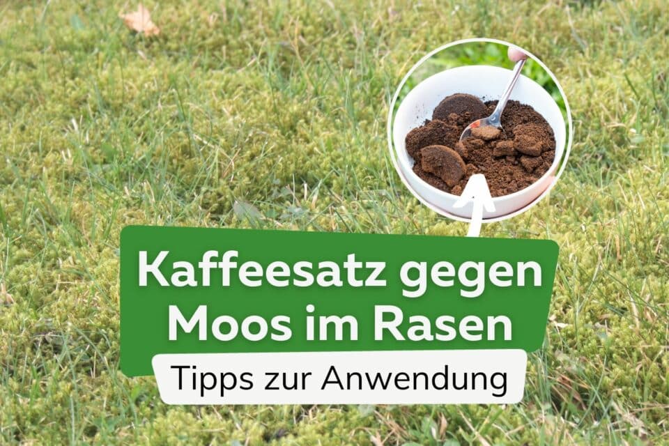 Rasen düngen im Frühjahr ab wann und womit? Die ideale Temperatur